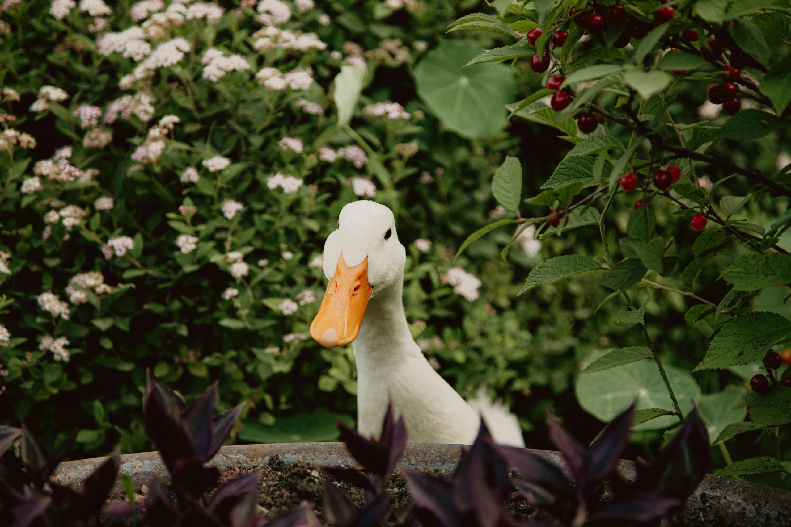 A close-up of a white duck surrounded by vibrant green garden plants, showcasing nature's beauty.