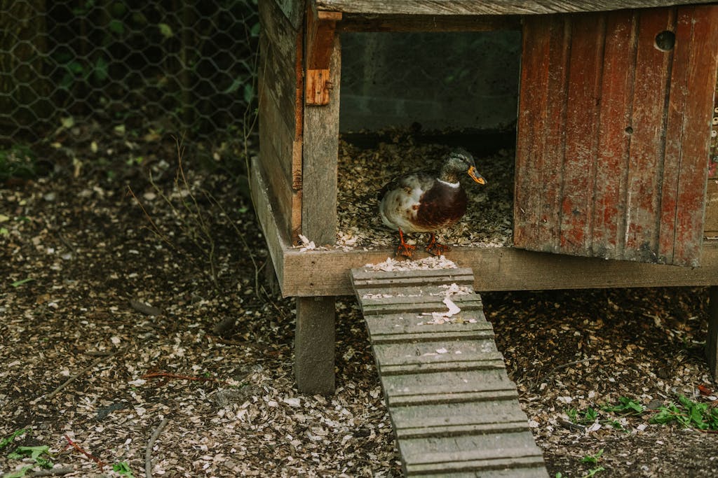 A duck stands at the entrance of a rustic wooden coop surrounded by wood shavings and dirt.
