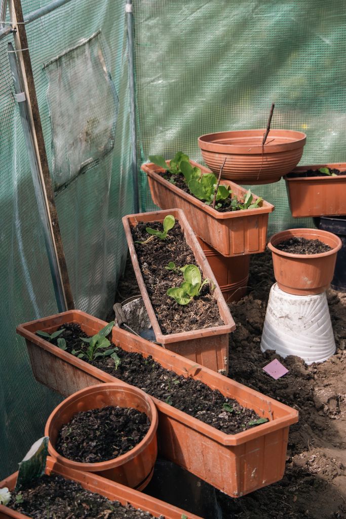 Various flowerpots in a greenhouse showcasing vertical gardening and horticulture techniques.